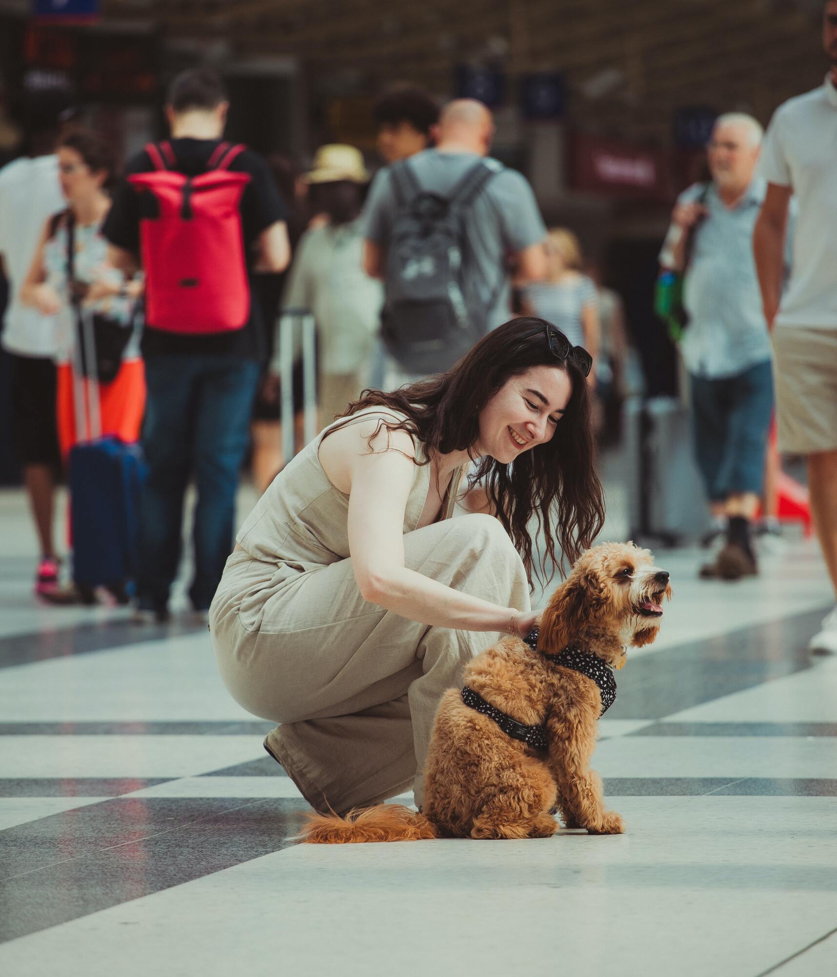 Flying with a pet: three tips to help pets and their owners travel with ease