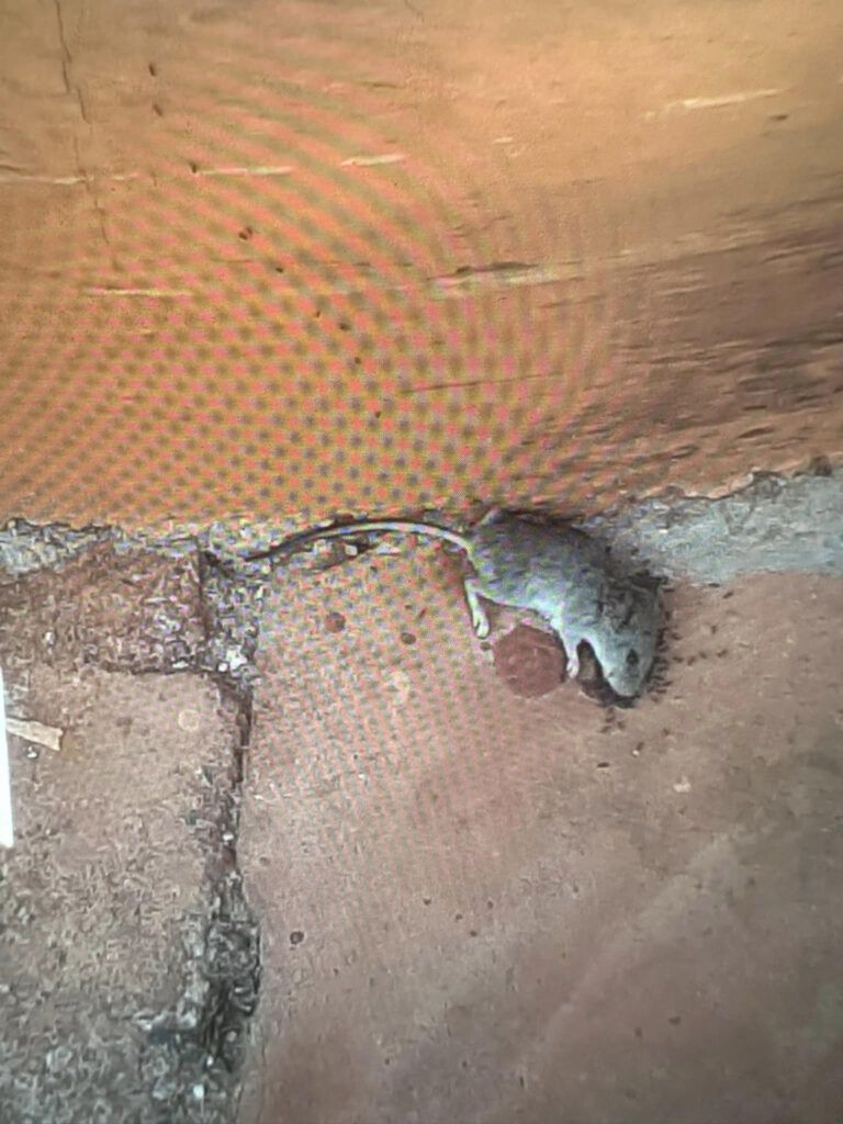 The room was teeming with insects, and dead rats were lying near the restaurant: tourists were shocked by the conditions in the five-star hotel. Photo