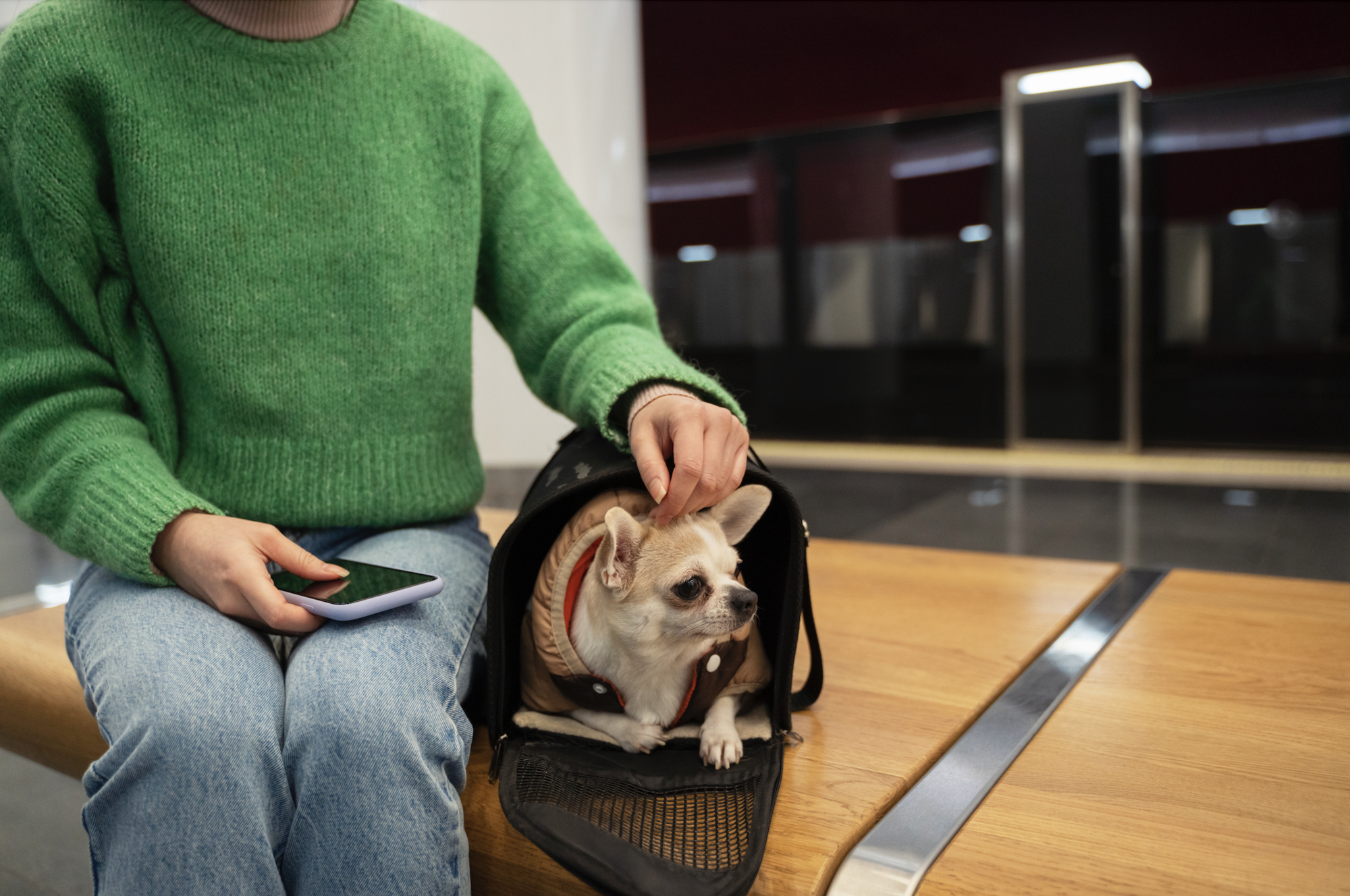 Pet on an airplane: important rules to protect your pet from stress and health problems