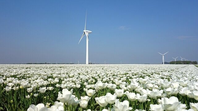 Flower fields, Netherlands