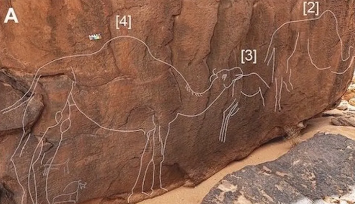 Drawings of extinct camels dating back to 7 thousand years ago found in Saudi Arabia. Photo.