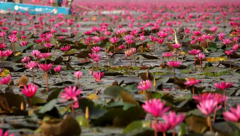 Malarikkal, an unknown place in India where thousands of lilies will delight you with bloom. Photo