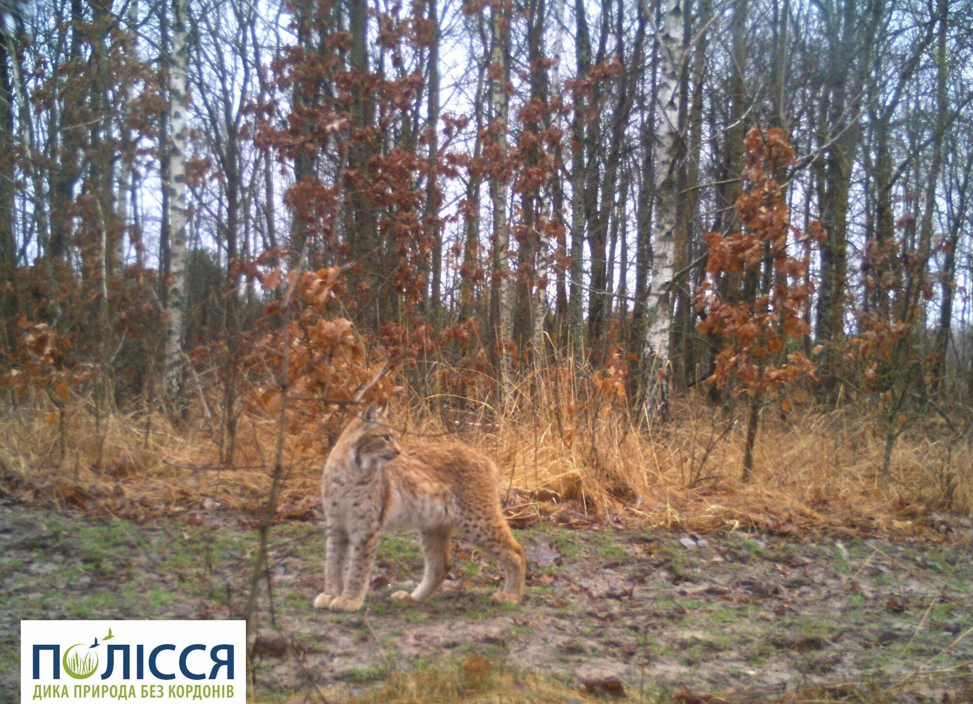 In Chornobyl, a Eurasian lynx has been spotted, which was last documented there in the previous century: photo