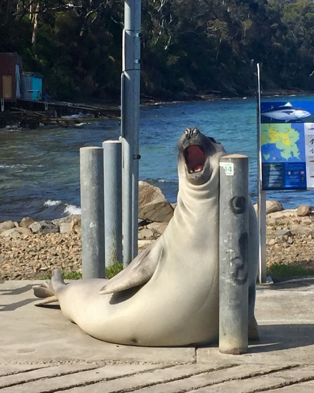 The 500 kg elephant seal Neil became a star of the Internet