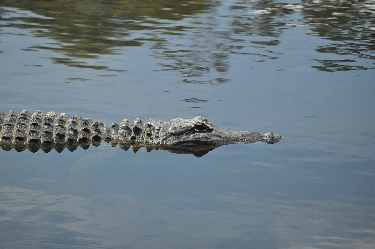 The lake between Ocala and Gainesville in Florida is the number 2 breeding ground for alligators: Who is the leader