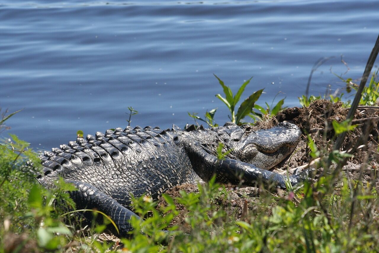 The lake between Ocala and Gainesville in Florida is the number 2 breeding ground for alligators: Who is the leader