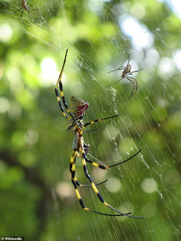 Giant 8-inch spiders from China "break through" to the United States: How dangerous are they