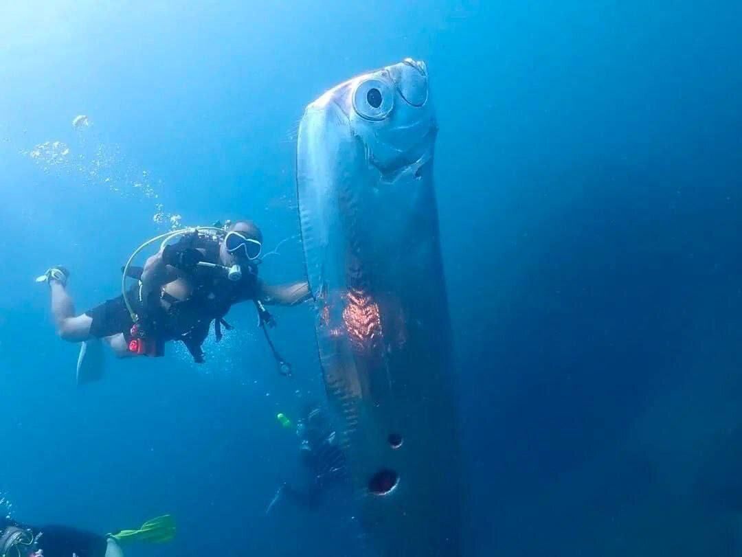 A rare "doomsday fish" spotted near Taiwan: what catastrophe does its appearance portend