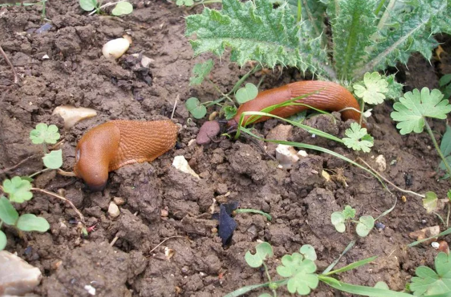 Giant Spanish slugs again flooded gardens in the UK: photos