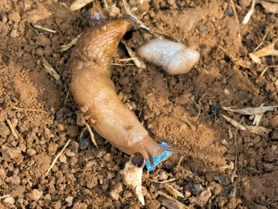 Giant Spanish slugs again flooded gardens in the UK: photos