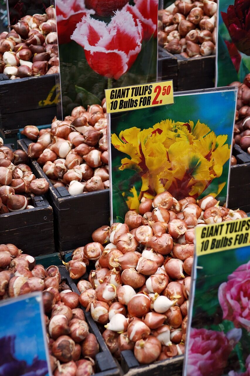 You can buy tulips at the markets in Amsterdam