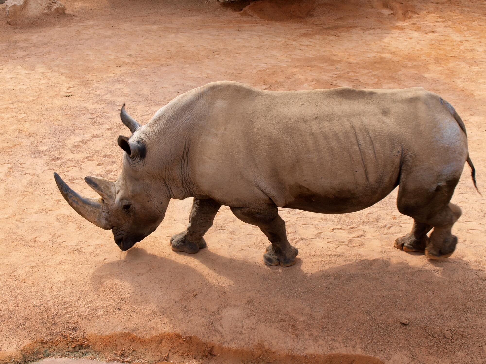 A rhino kills zookeeper in a fatal incident