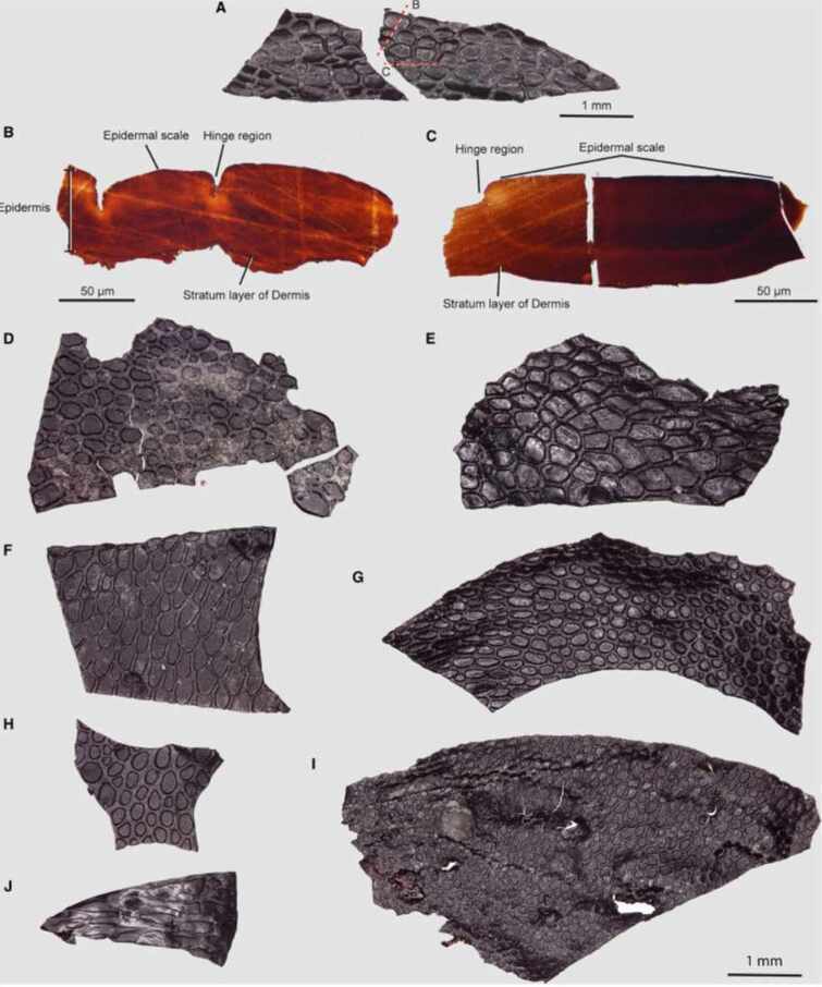 Scientists have found fossilized reptile skin in the United States that existed even before the appearance of dinosaurs