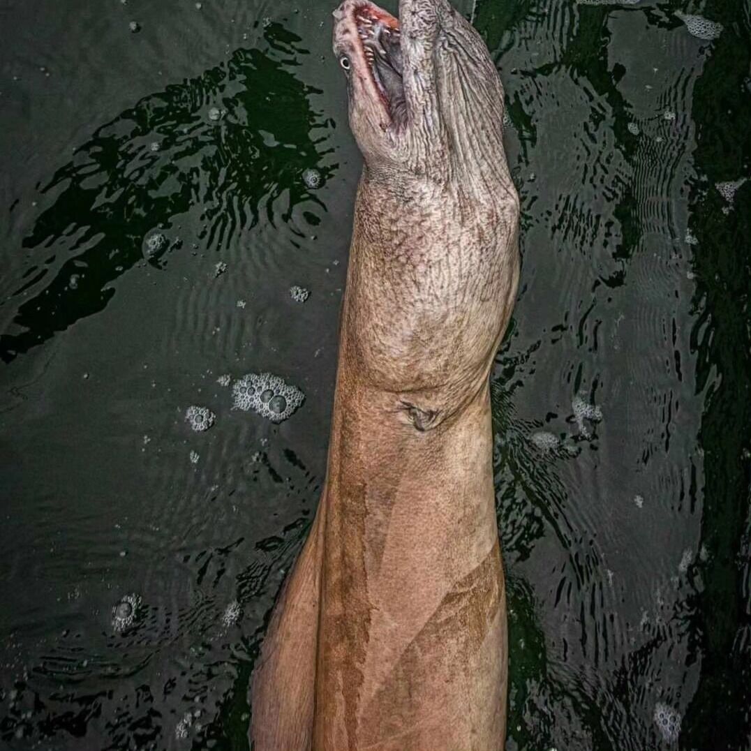 In Australia, a giant grouper was caught, and people were scared by its "facial expression." Photo