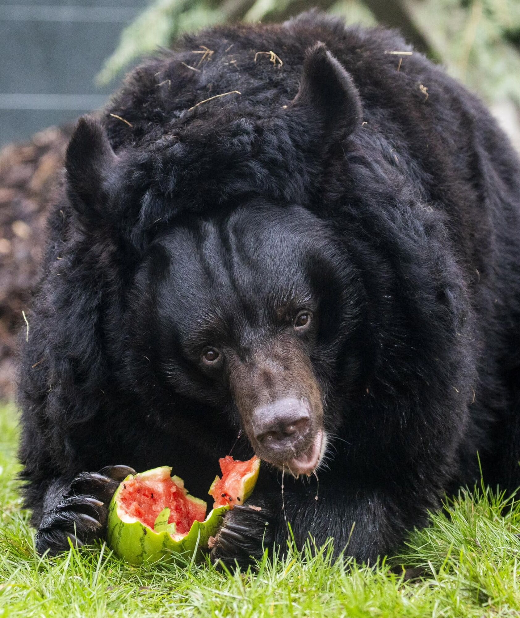 Bear rescued during shelling in Ukraine taken to Scottish zoo