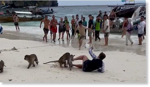 Monkeys attack tourists in Thailand: Shocking footage from Phi Phi Islands