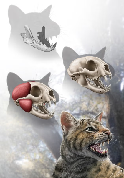 New species of prehistoric cats that lived about 15.5 million years ago were discovered in Spain