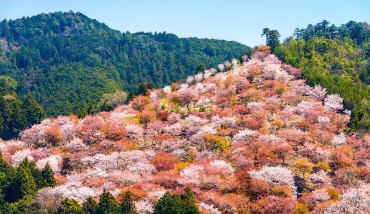  Mount Yoshino in Japan: what makes this wonder of nature unique and what tourists can do there. Photos