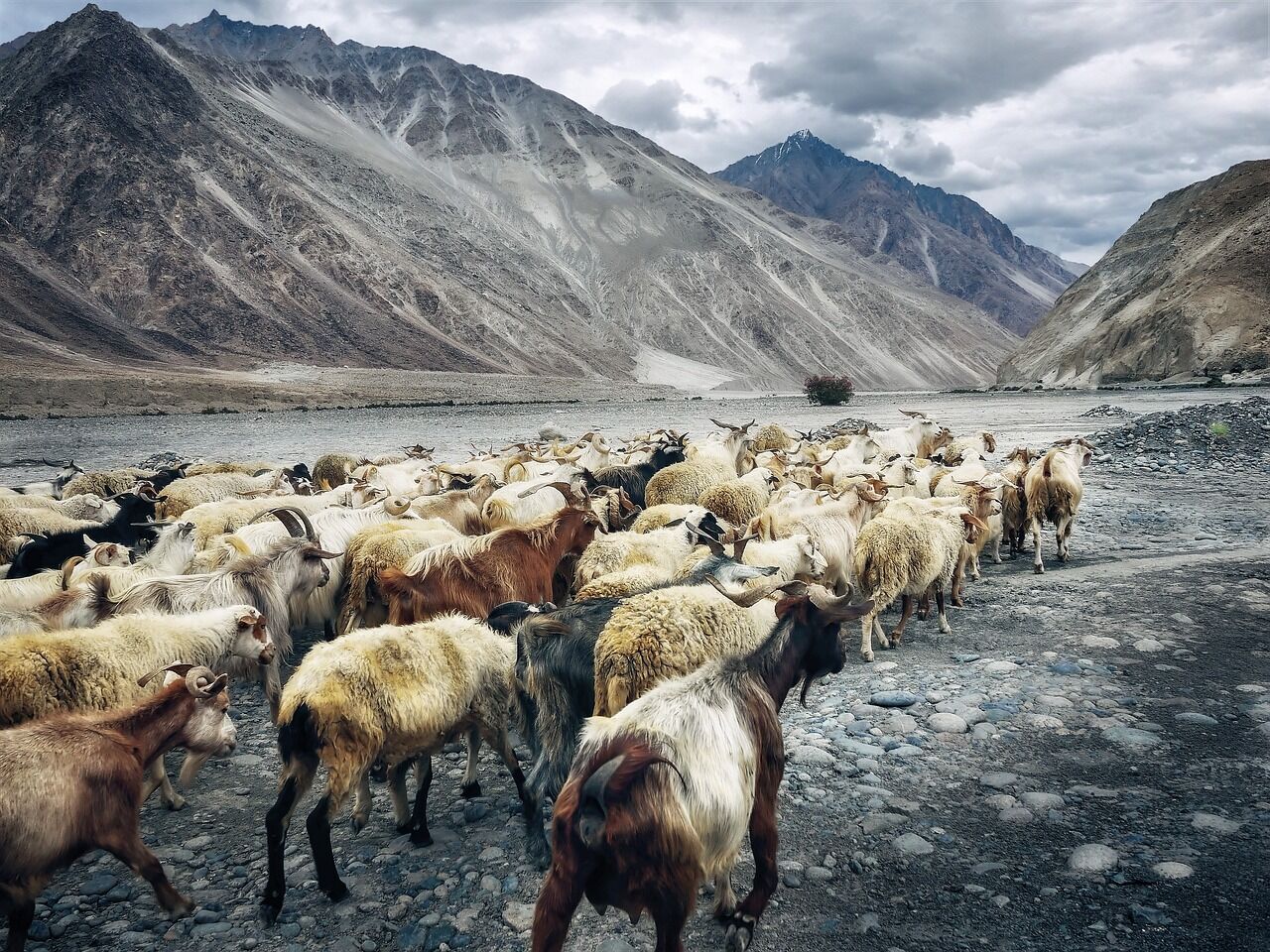 The bold response of Ladakh to the climate chaos is captivating the world