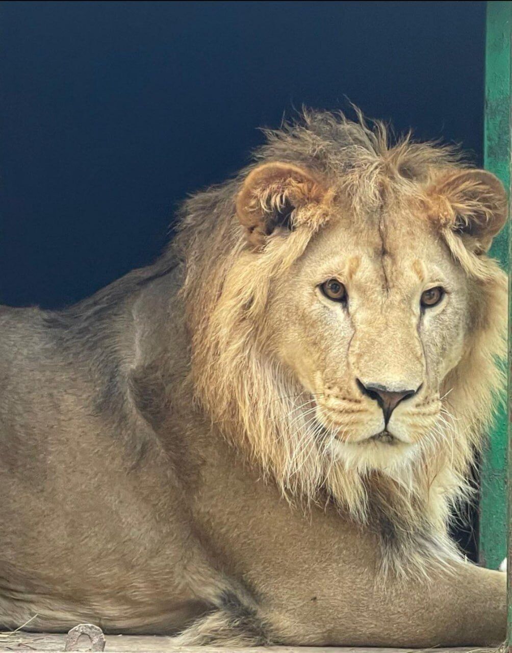 France has provided refuge to three Ukrainian lions from Donetsk: photo