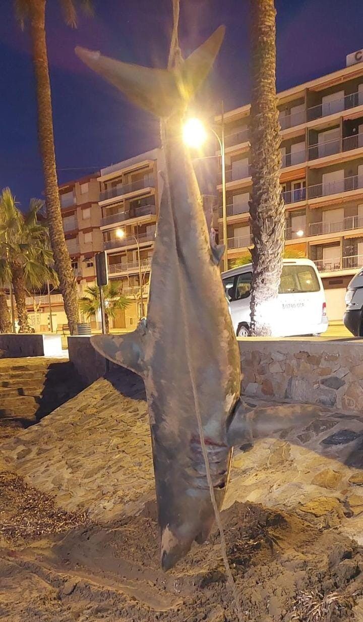In Spain, a 200-kilogram shark washed up on the beach of one of the resort towns: photo