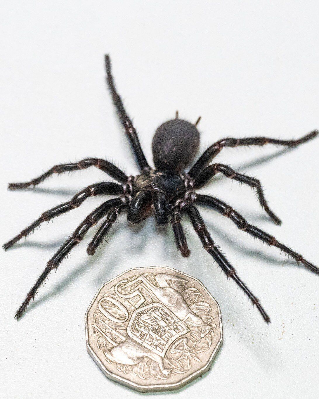 The largest male of one of the world's most poisonous spiders found in Australia: It will help with the vaccine. Photo