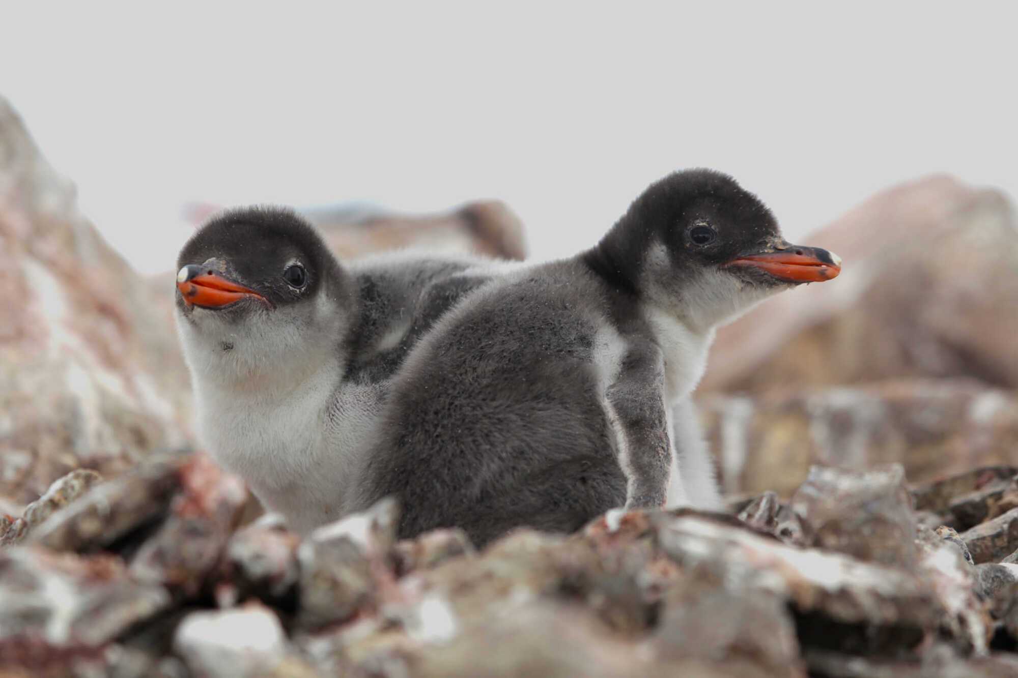 Polar explorers announced a penguin baby boom in Antarctica: photos