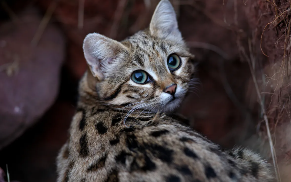 One of the world's deadliest cats appeared in a US zoo: what it looks like