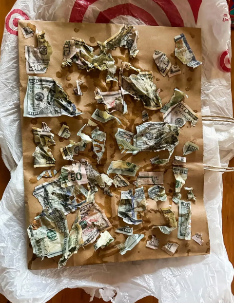 In the USA, a dog ate $4000 in cash: the owners were shocked