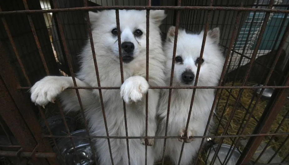 South Korea officially banned eating dog meat