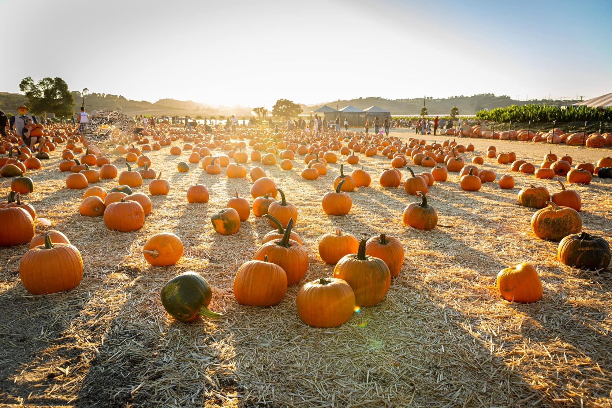 Best Pumpkin Farms Near Los Angeles for a Memorable Halloween