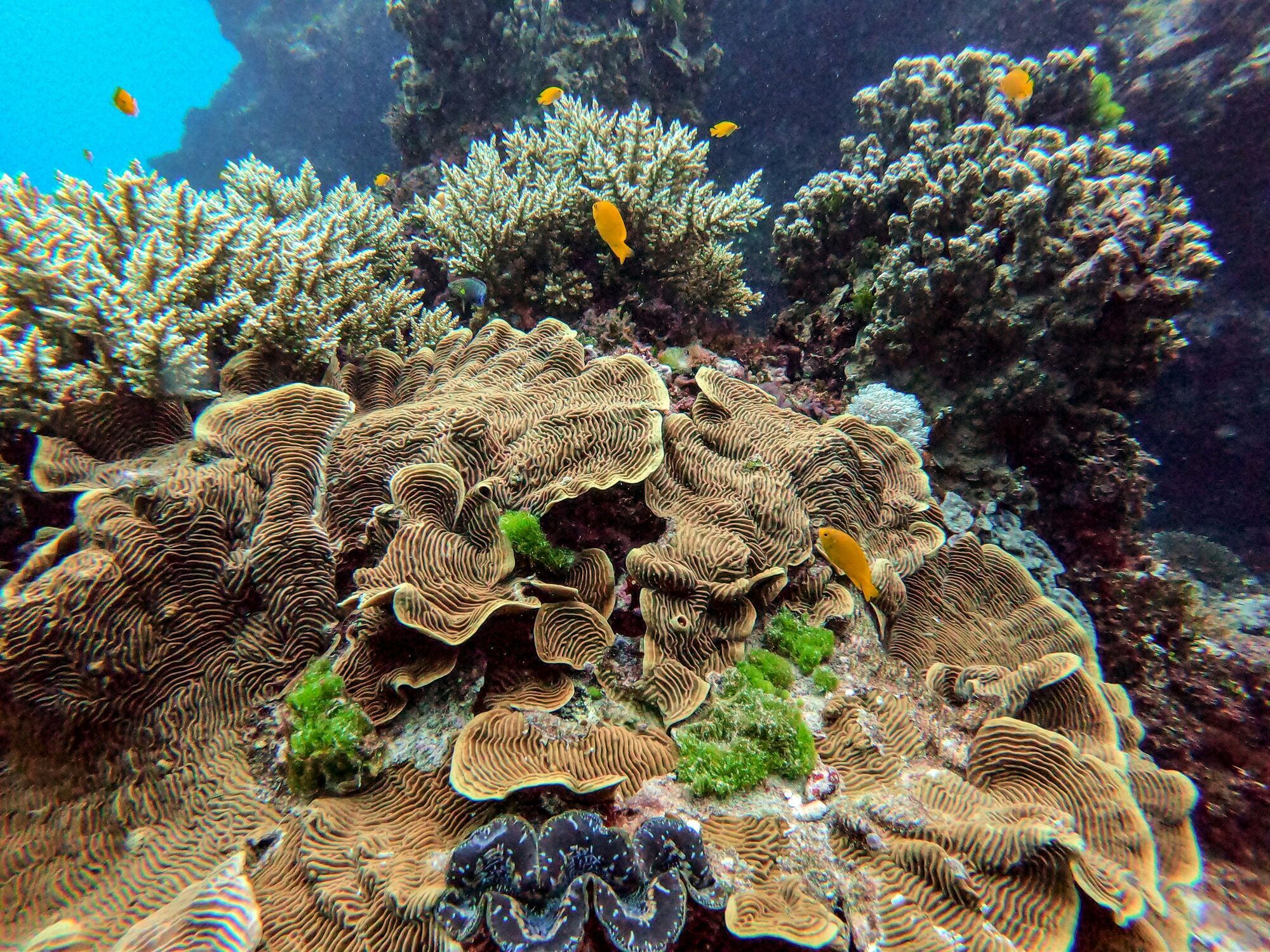 Keeper Reef Dive Site