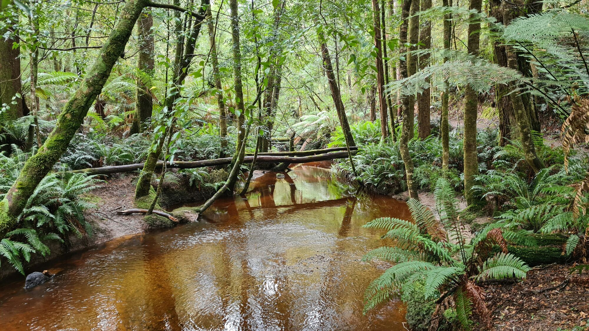 Tasmania, West Coast, TAS, Australia