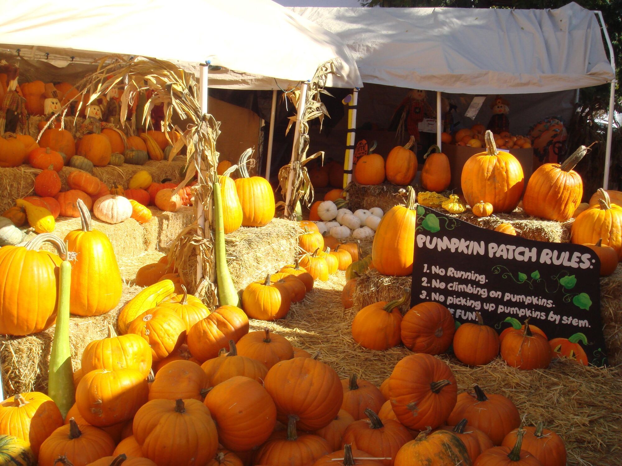 Top Pumpkin Patches Near San Francisco to Visit This Fall