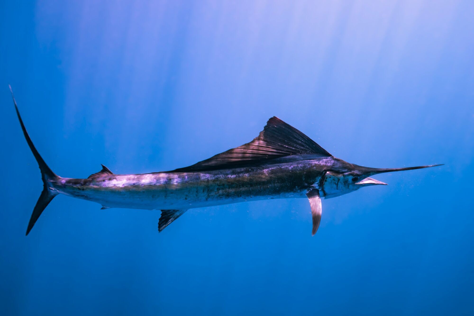 Swordfish swimming underwater in a blue ocean