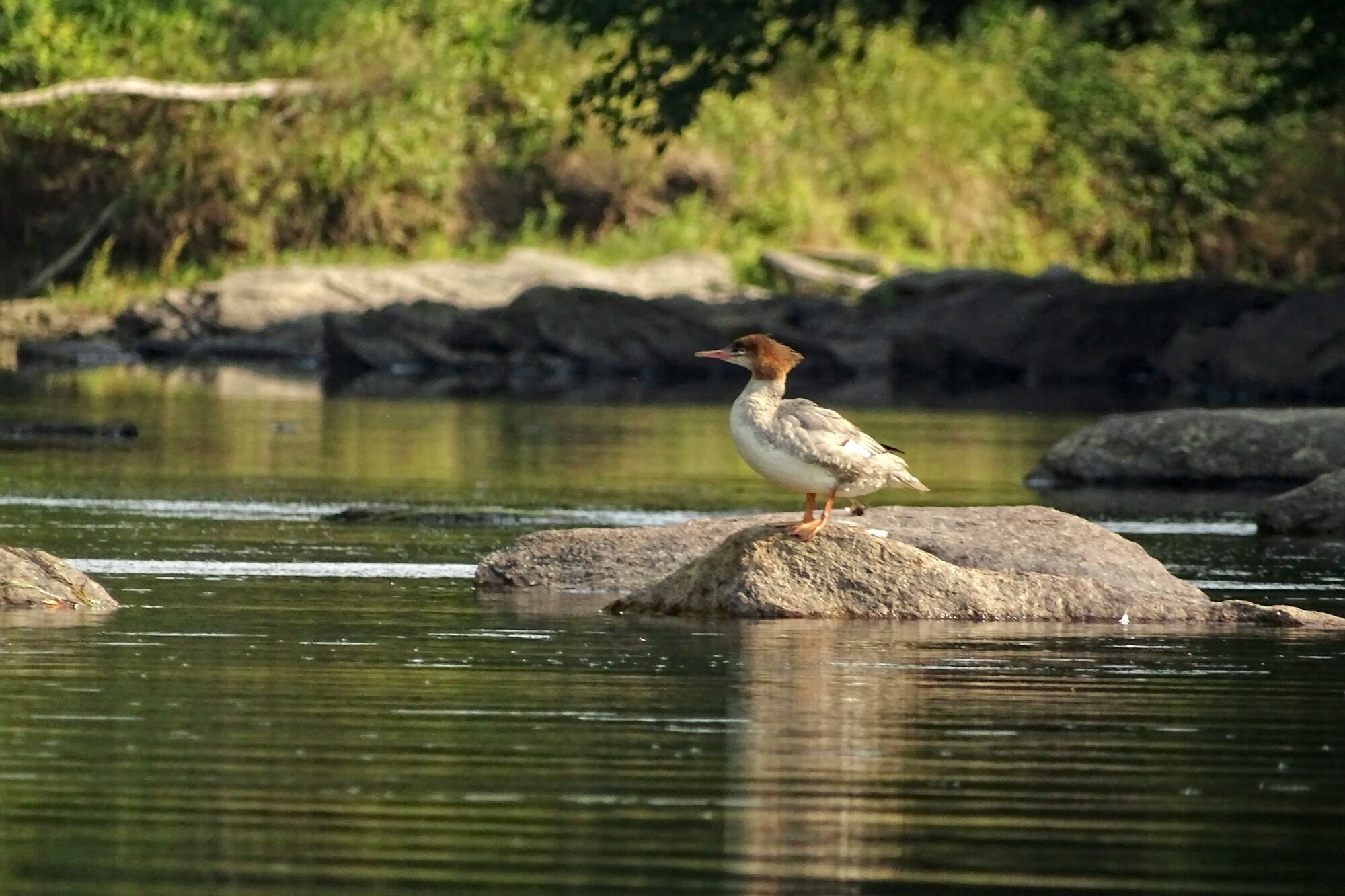 Female common merganser.