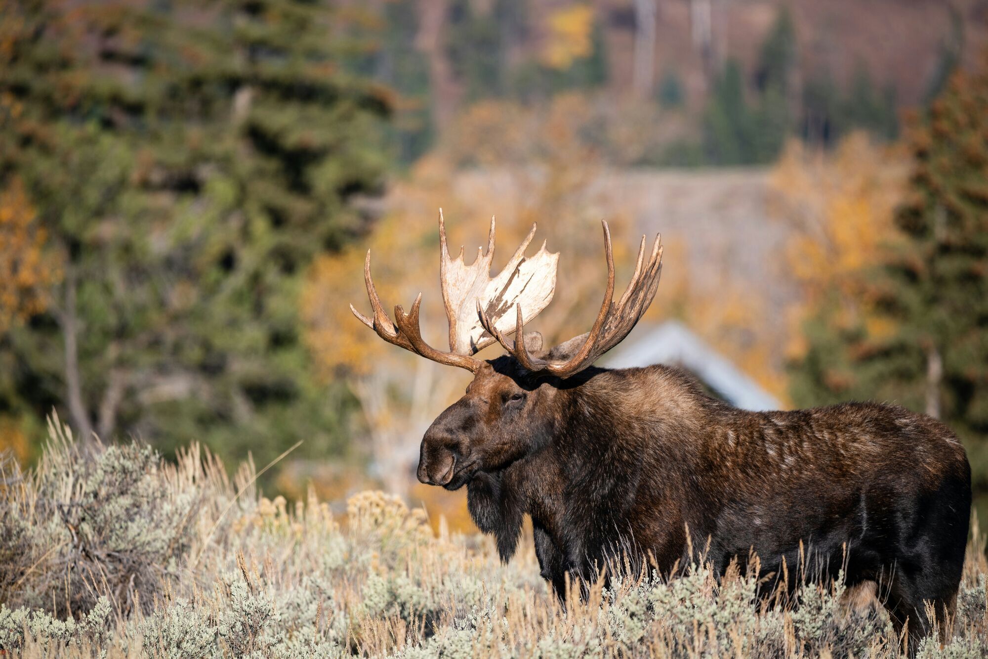 Moose watching!