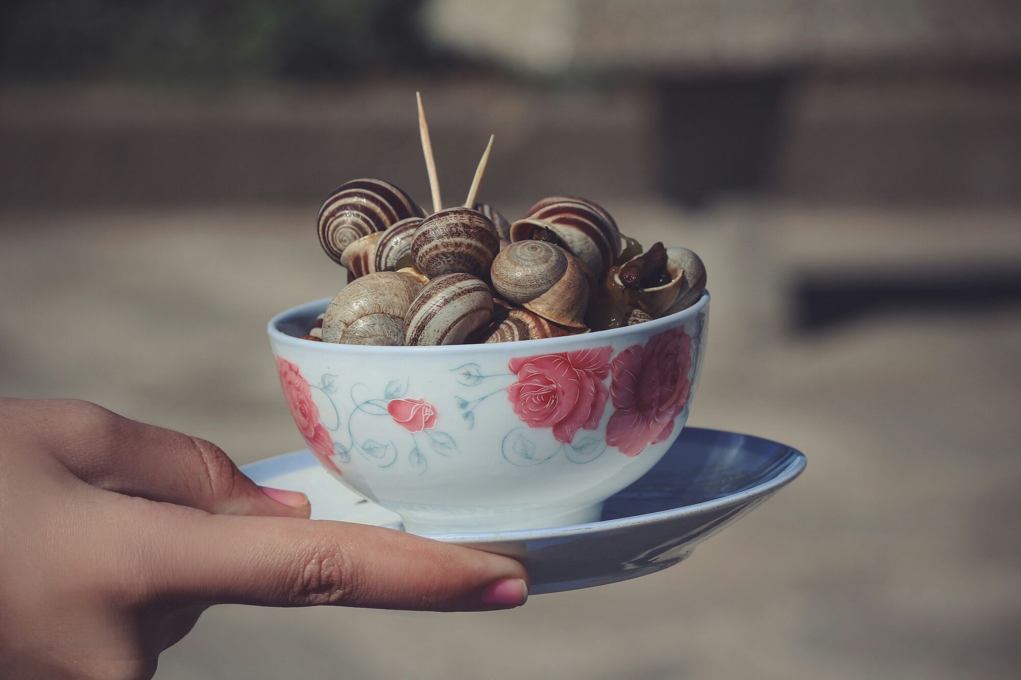 snail, Asilah, Morocco