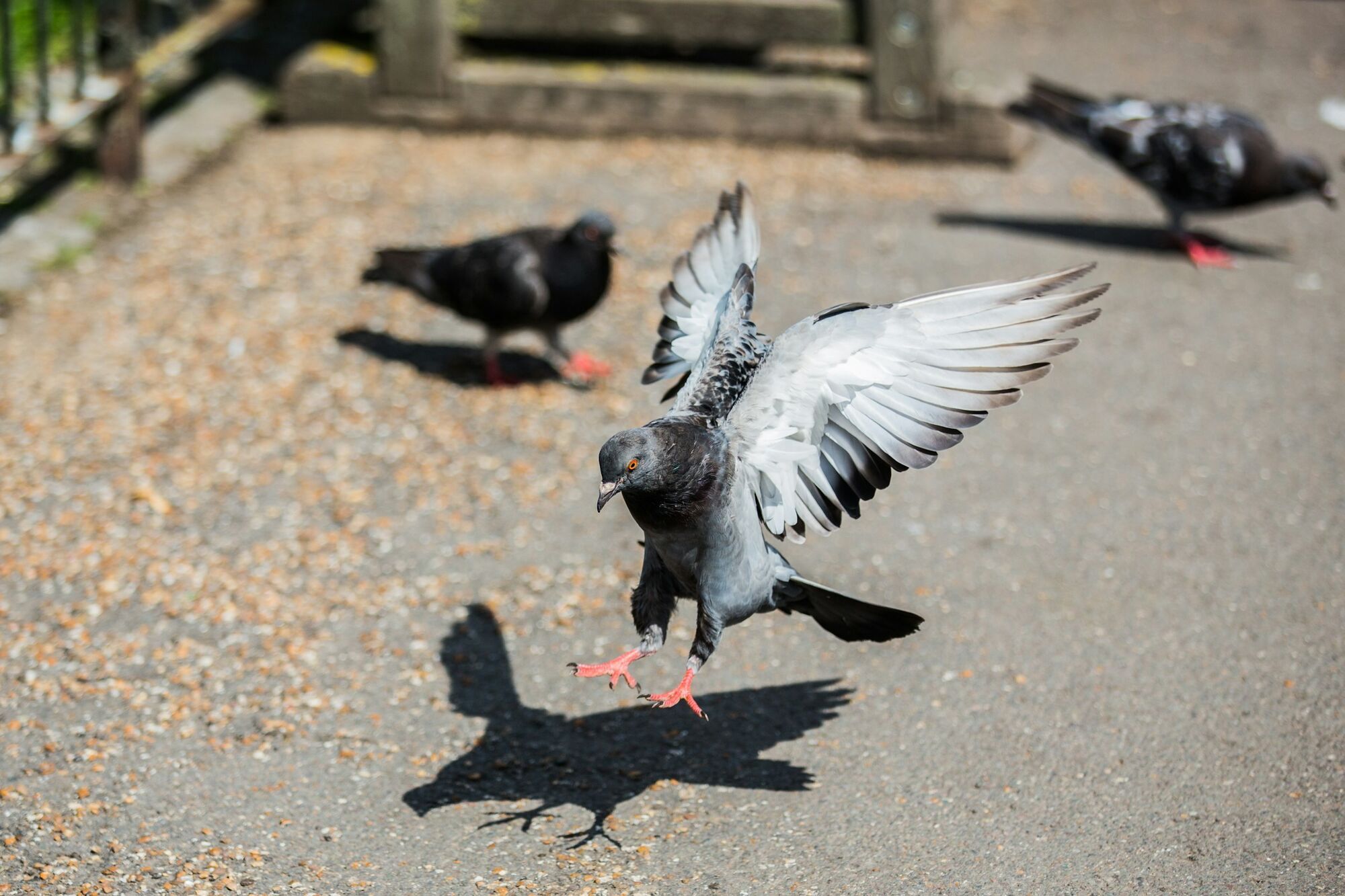 Pigeon landing on pavement with wings spread