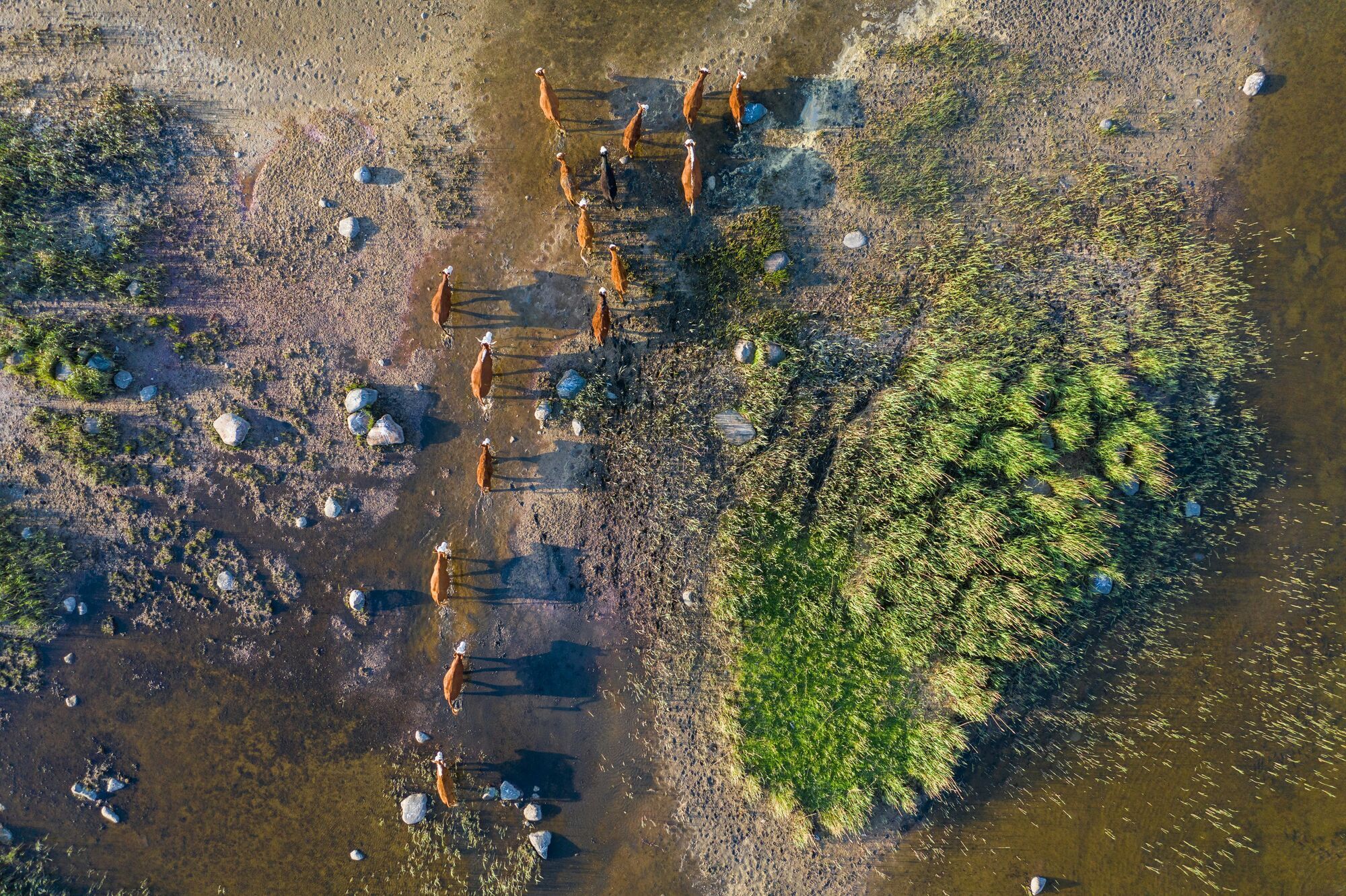 Cows walking on the fields of Kihnu, Estonia