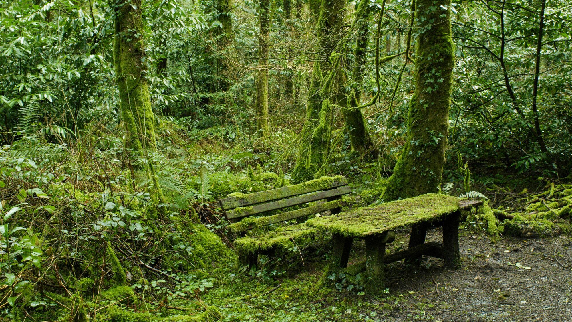 Table and chair overgrown with moss in a Welsh woodland.