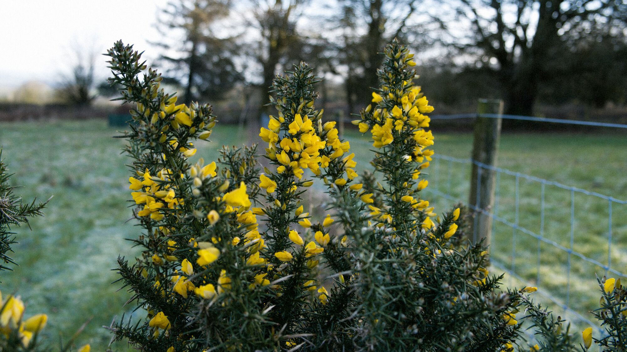 Gorse bush in the early winter's morning