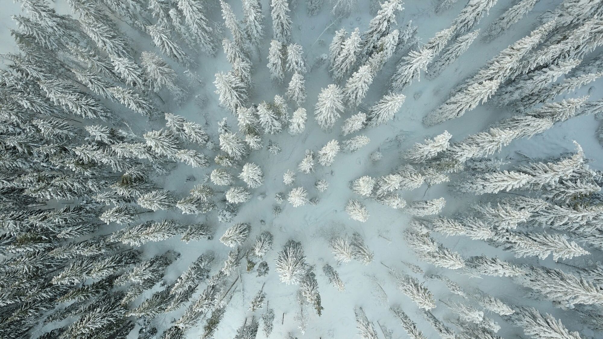 beautiful mountain trees in Ukrainian Bukovel