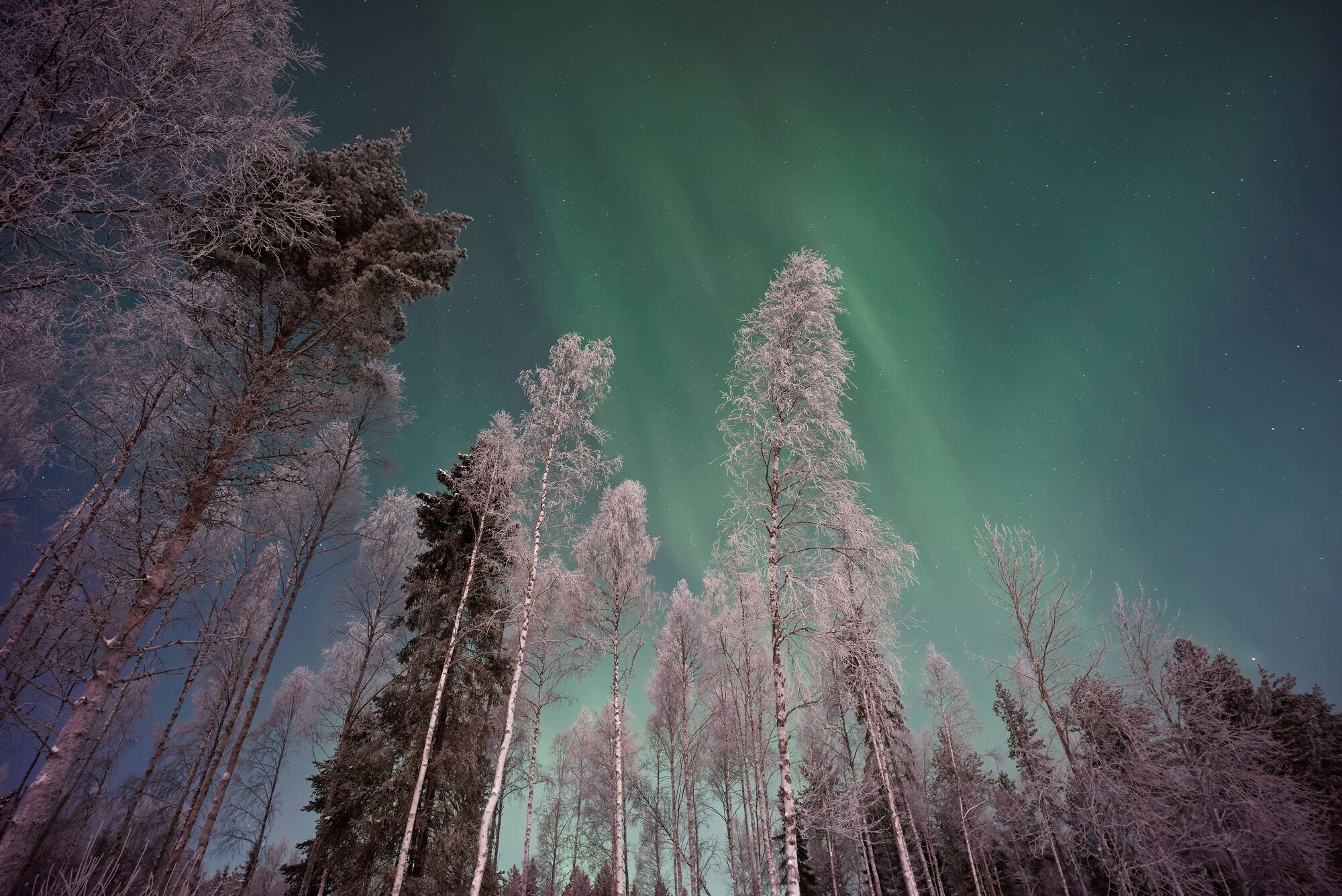 Frozen trees and polar lights