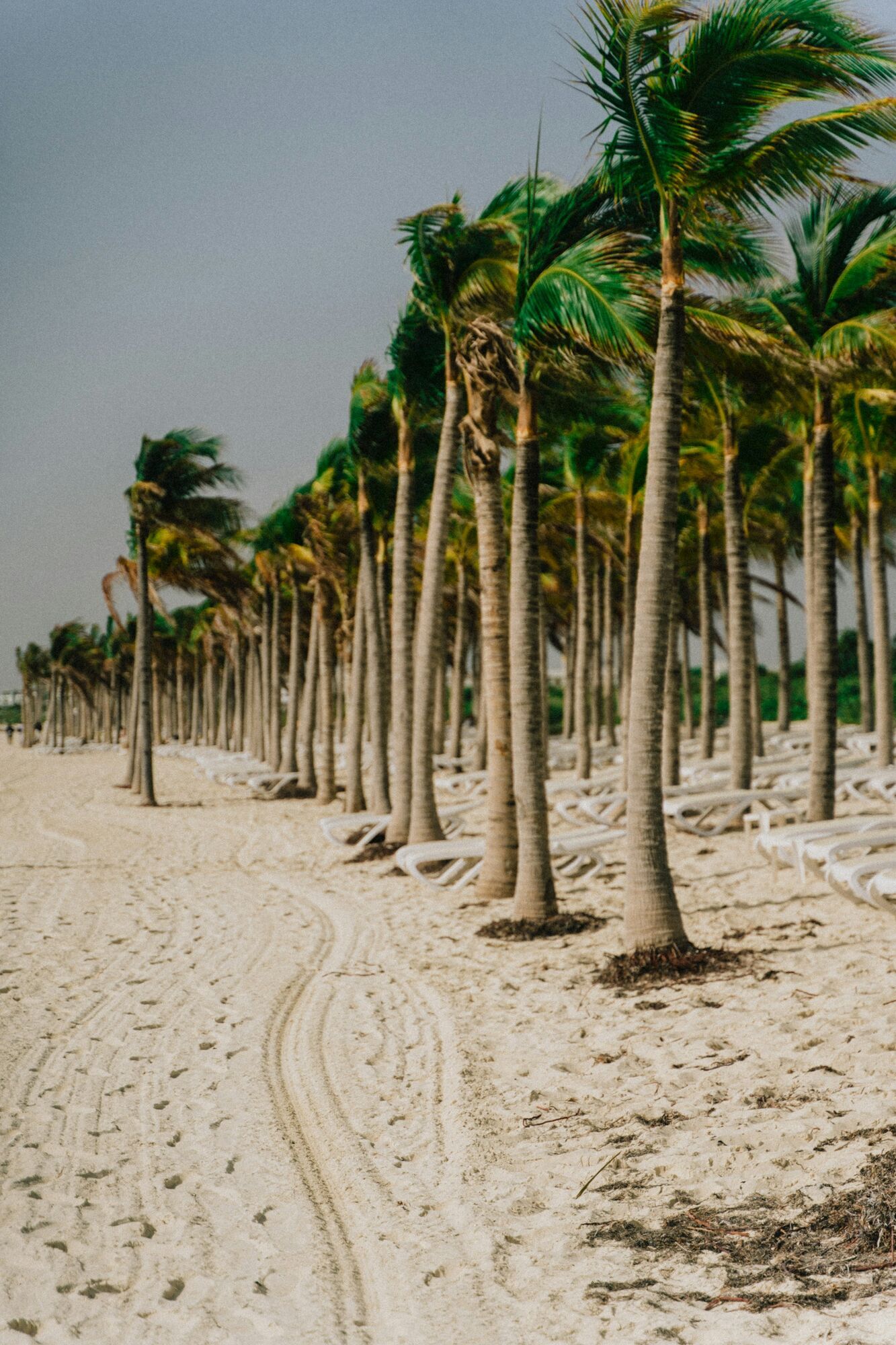 Palm trees and lounge chairs on a sandy beach in Cancun