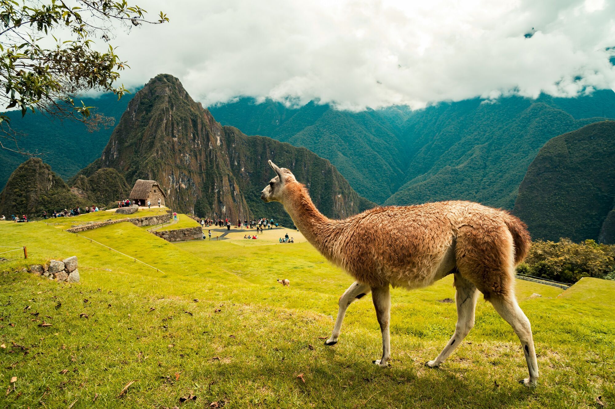 Llamas of Machu Picchu