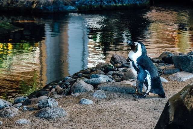 A unique hotel on Maui with penguins