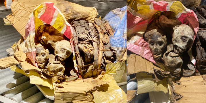Strange discovery at the airport: a passenger passed off mummified monkeys as dried fish
