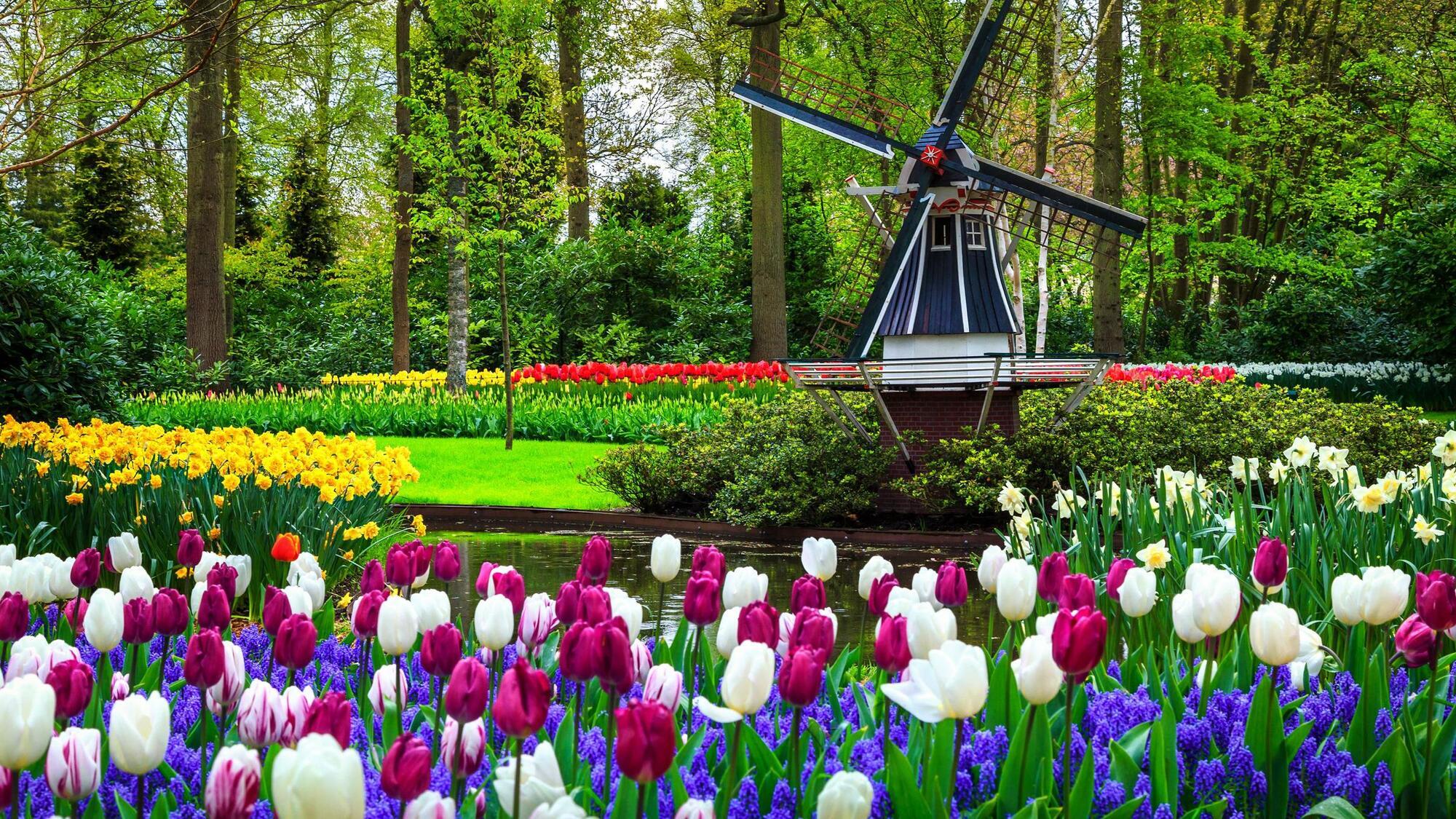 Blooming Keukenhof in the Netherlands: when to go there to see the sea of tulips