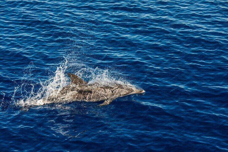 The four best places for whale watching in the United States have been named